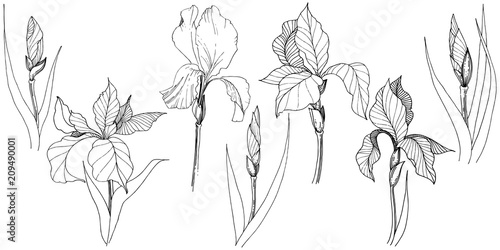 Irises in a vector style isolated. Full name of the plant: iris. Vector flower for background, texture, wrapper pattern, frame or border.