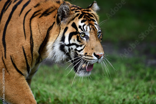 Tiger walking panting and looking 