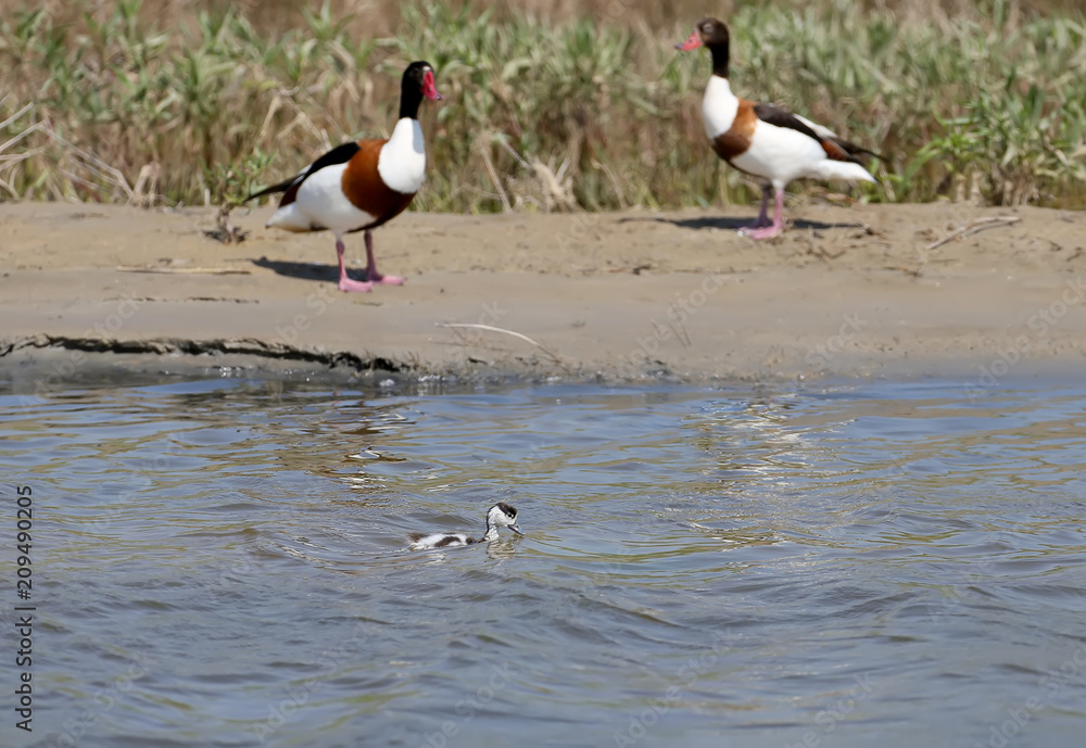 The common shelduck (Tadorna tadorna) chick flies in the water next to the parents on the shore The common shelduck (Tadorna tadorna) chick flies in the water next to the parents on the shore
