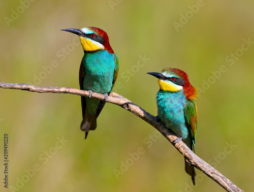Two European bee eaters with exotic colors isolated on brigh green background