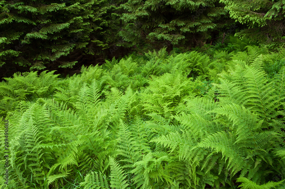 Fern in the forest