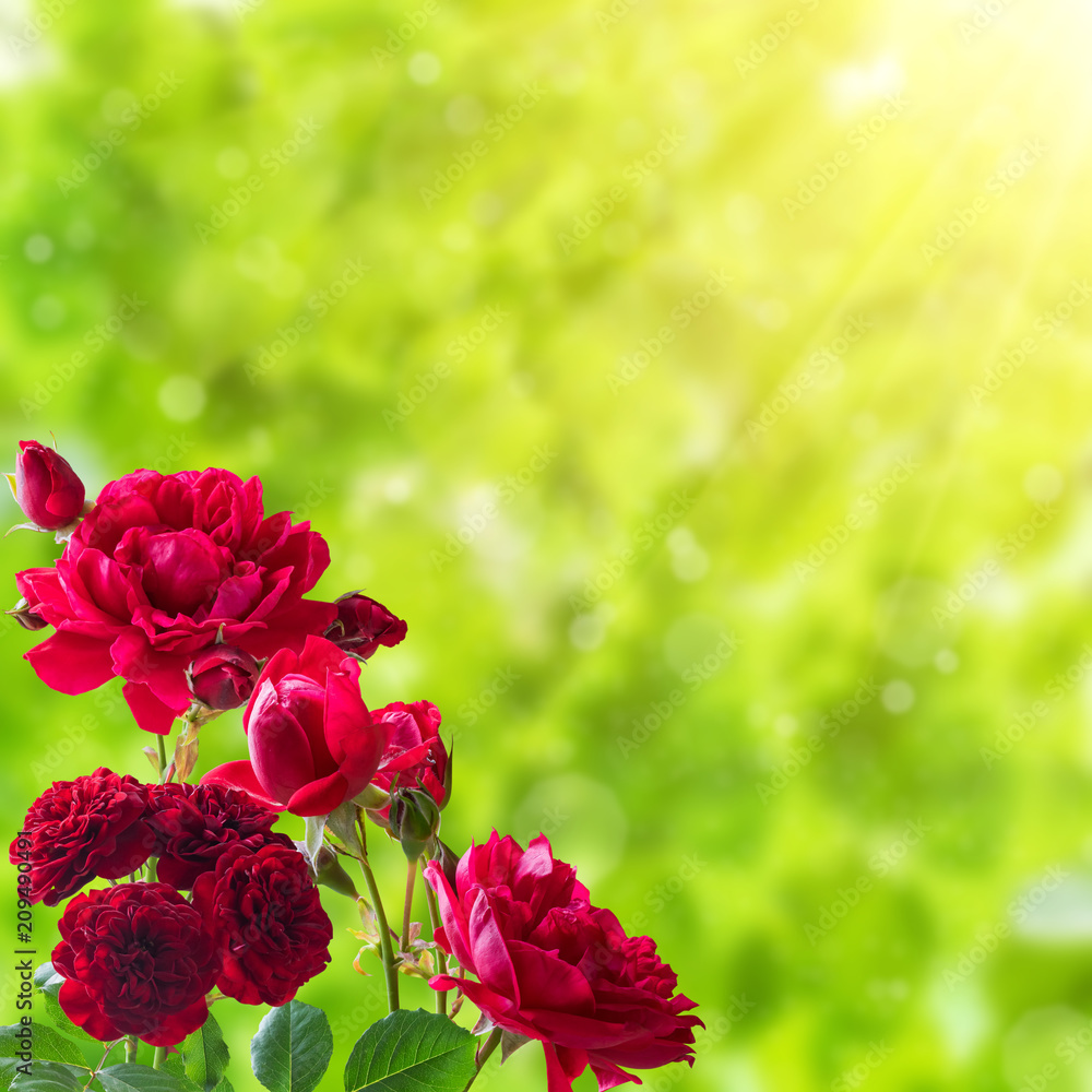 Floral background with rose Floral background with rose