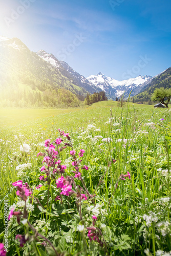 Bl  hende Wies am Fu  e der Alpen im Sonnenschein