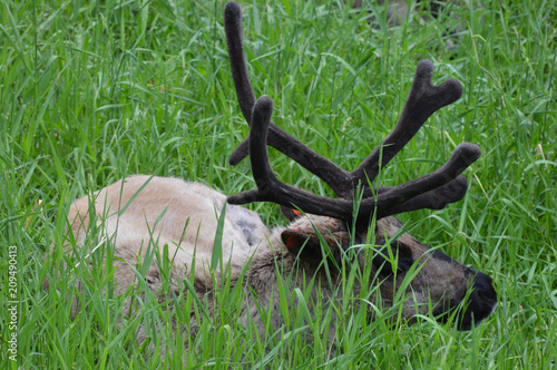 Caribou in the grass