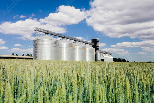 four silver silos in a wheat field