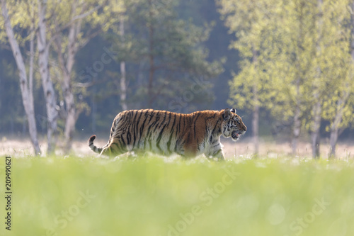 Fototapeta Naklejka Na Ścianę i Meble -  Tiger