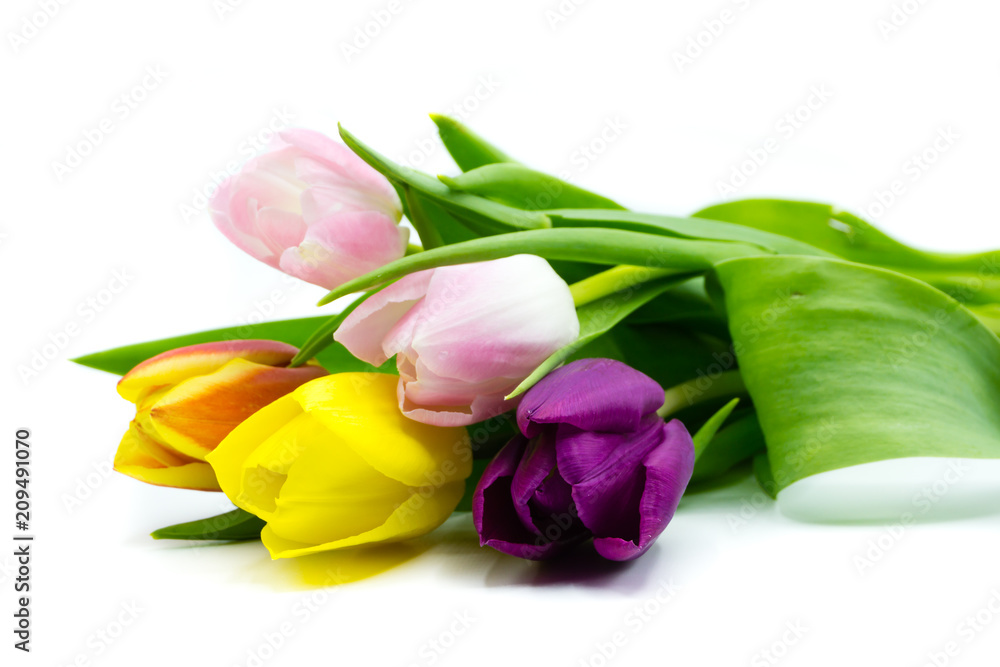 Tulpen Blumen isoliert freigestellt auf weißen Hintergrund, Freisteller Tulpen Blumen isoliert freigestellt auf weißen Hintergrund, Freisteller