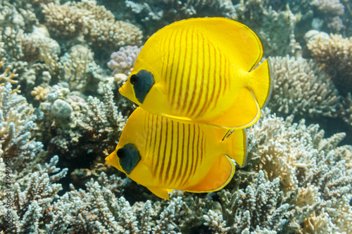 Pair of Masked butterflyfish on a coral reef of the red sea.