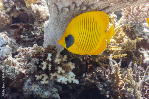 Butterfly fish under a coral umbrella.