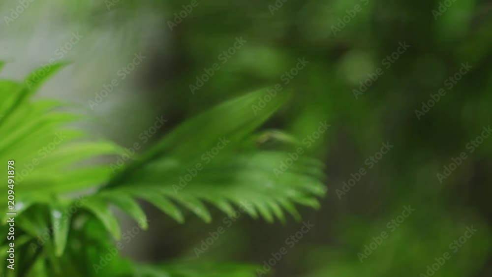 Small palm and Small bamboo in the garden, Bangkok Thailand. shot with RED camera. Small palm and Small bamboo in the garden, Bangkok Thailand. shot with RED camera.