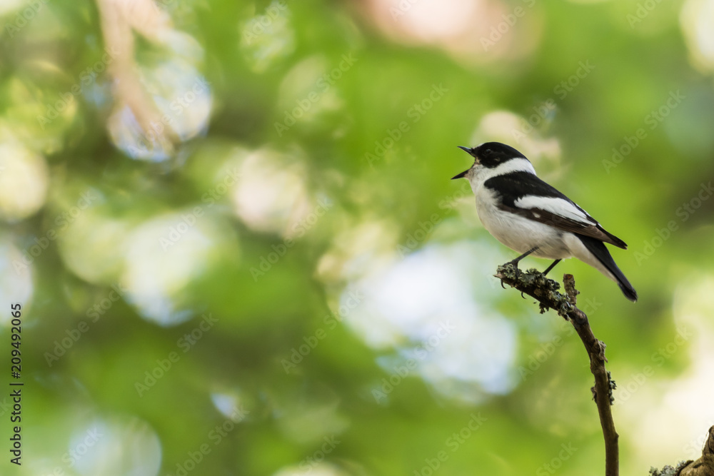 Obraz premium Singing songbird on a twig in a bright forest