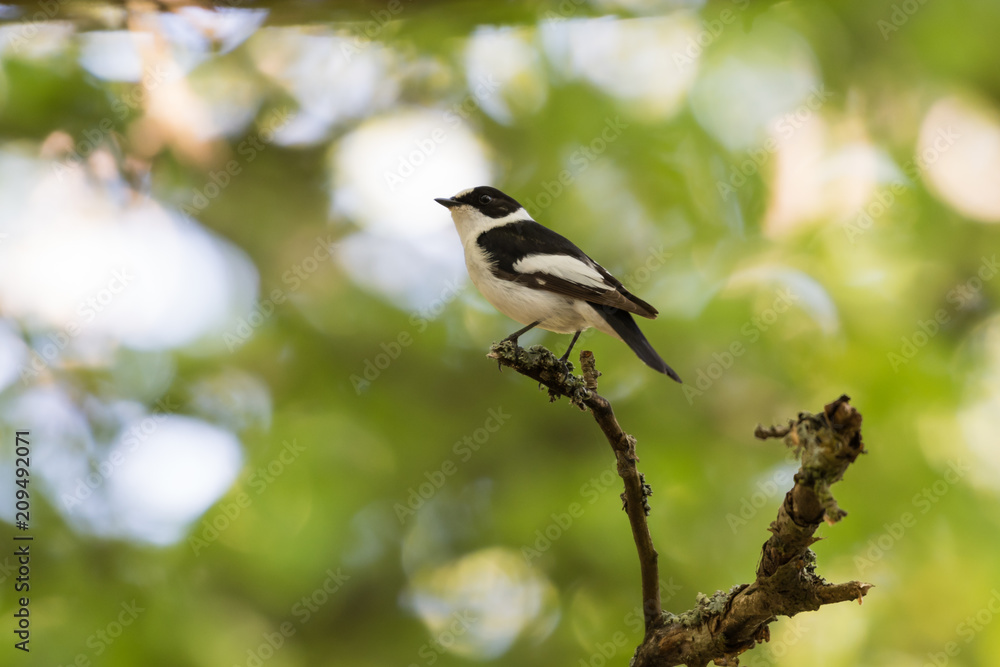 Male Collared Flycatcher on a twig Male Collared Flycatcher on a twig