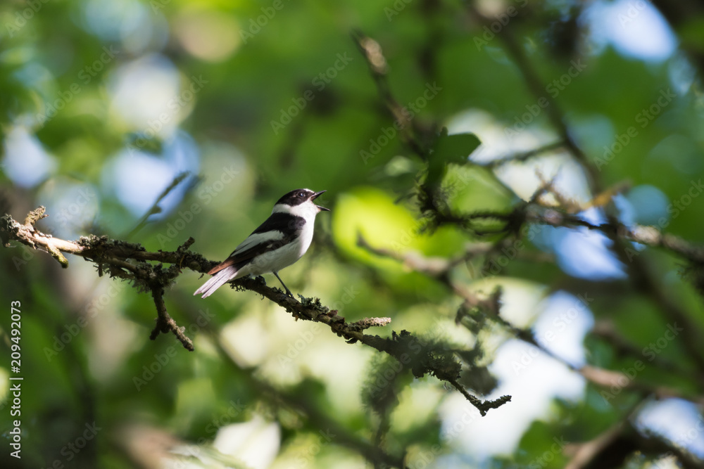 Fototapeta premium Songbird singing in a bright deciduous forest