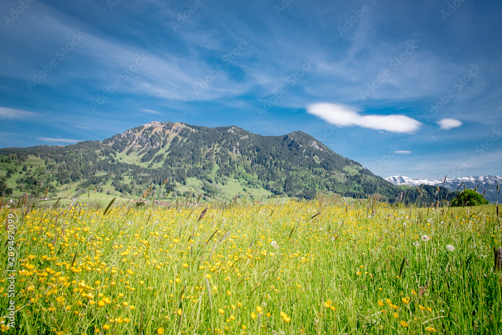 Gelbe Blumenwiese im Allgäu mit Bergen im Hintergrund