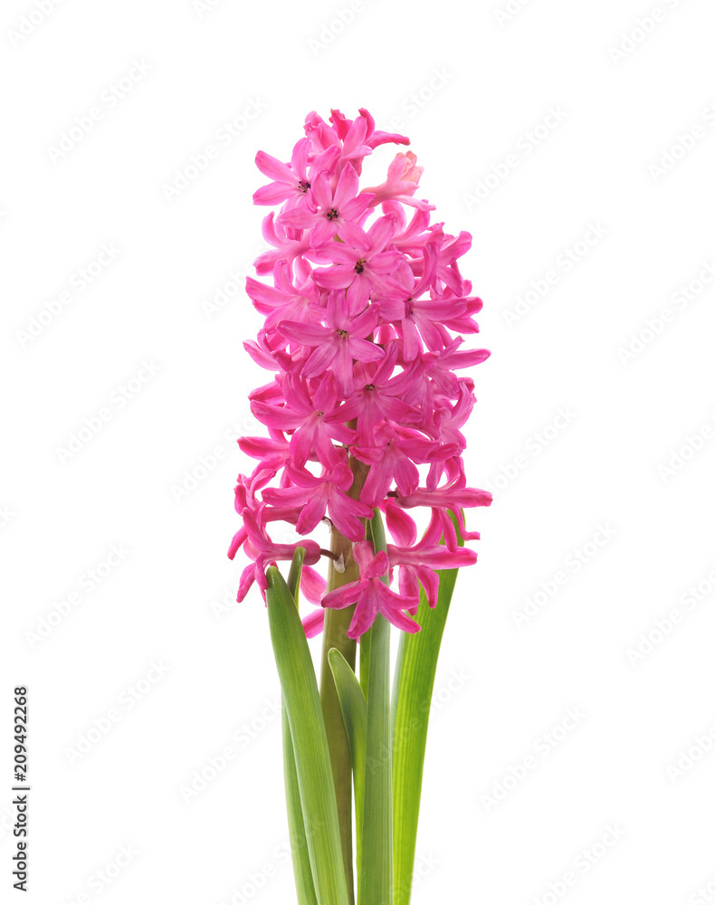 Fototapeta premium Pink beautiful hyacinth.