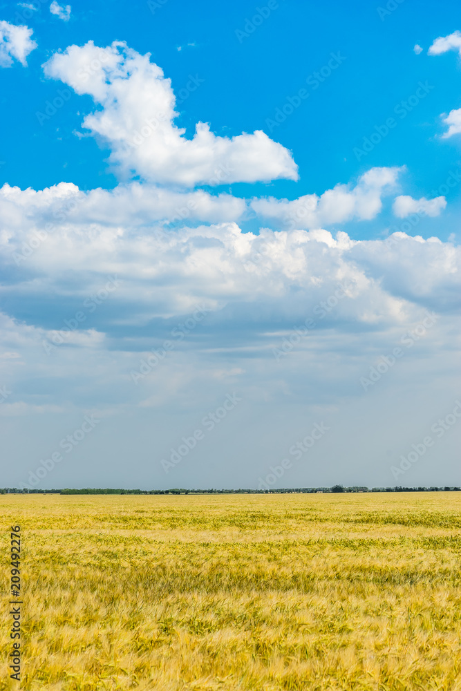 Natural landscape with yellow wheat field under blue sky. Natural landscape with yellow wheat field under blue sky.