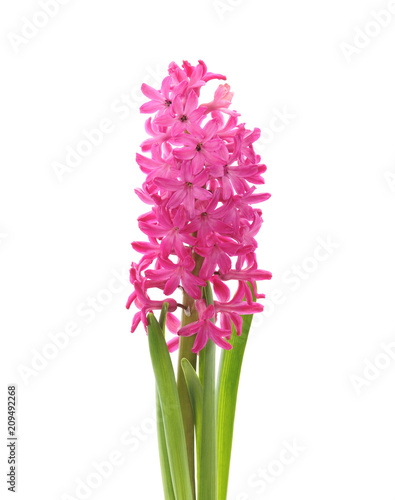 Pink beautiful hyacinth.