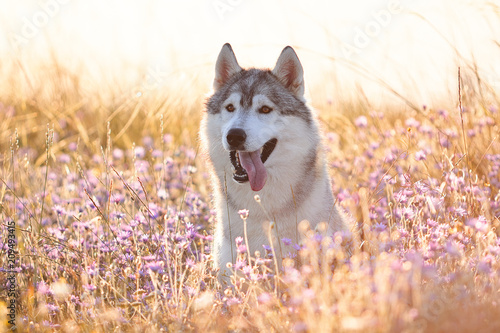 Cute beautiful gray husky with brown eyes sitting in green grass and lilac flowers on sunset background and yellow sunny backlight. Dog on a natural background.