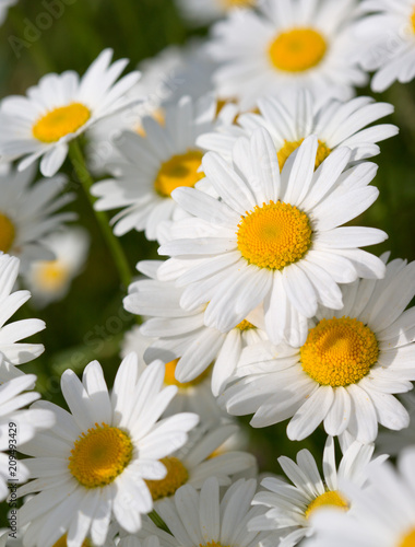 White daisy flowers . Summer background. © Swetlana Wall