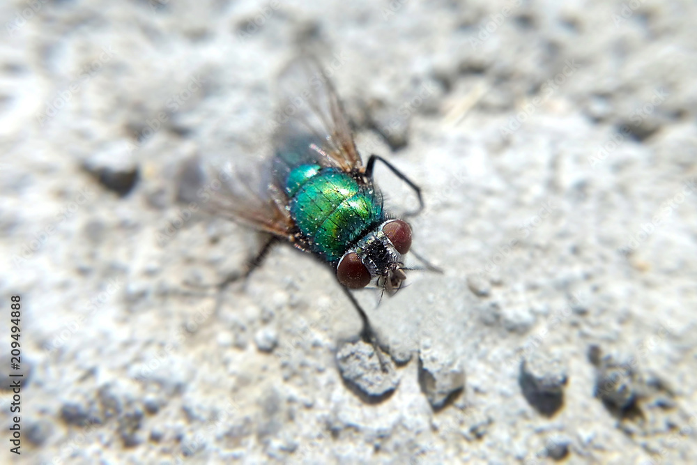 Fly green macro sunny day blurred background, insect close-up on the ground Fly green macro sunny day blurred background, insect close-up on the ground
