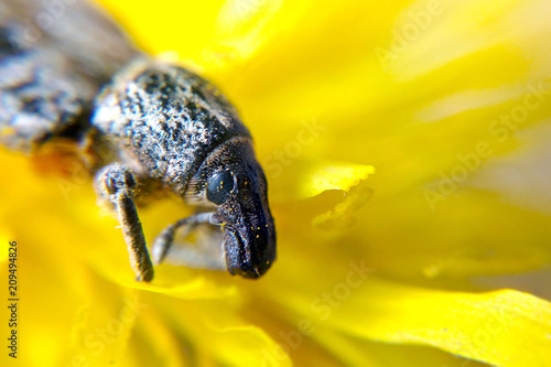 Nosed weevil beetle macro on the yellow flower