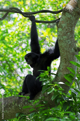Wild Siamang Gibbon © Kjersti