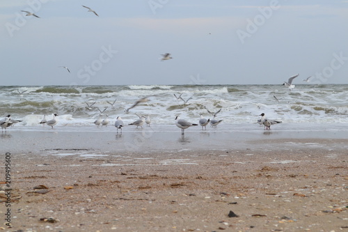Black head gull Larus ridibundus and common gull Larus canus near the waves on the Black sea walk along the sand in Odessa, Ukraine