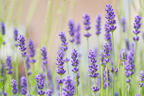 Lavender flower head close up. © Marek Walica