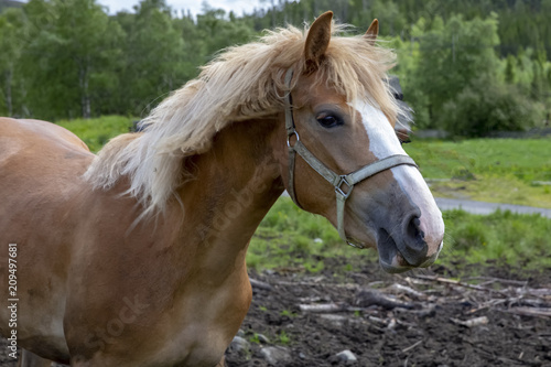 Horse Nordland county © Gunnar E Nilsen