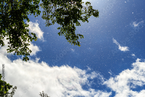 Fototapeta Naklejka Na Ścianę i Meble -  Poplar fluff flies against a bright blue sky, white clouds and tree crowns in the sunlight