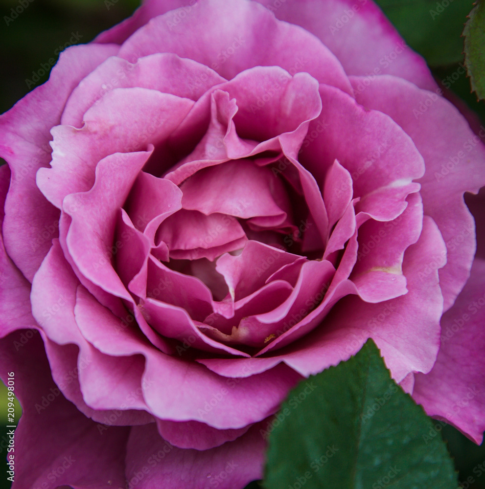 Flower2 Flower2