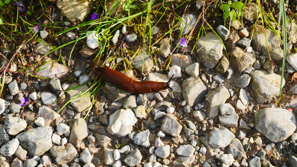 Fototapeta premium snail 