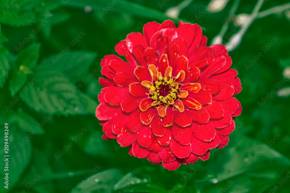 Colorful zinnia flower on a background of the autumn landscape Colorful zinnia flower on a background of the autumn landscape