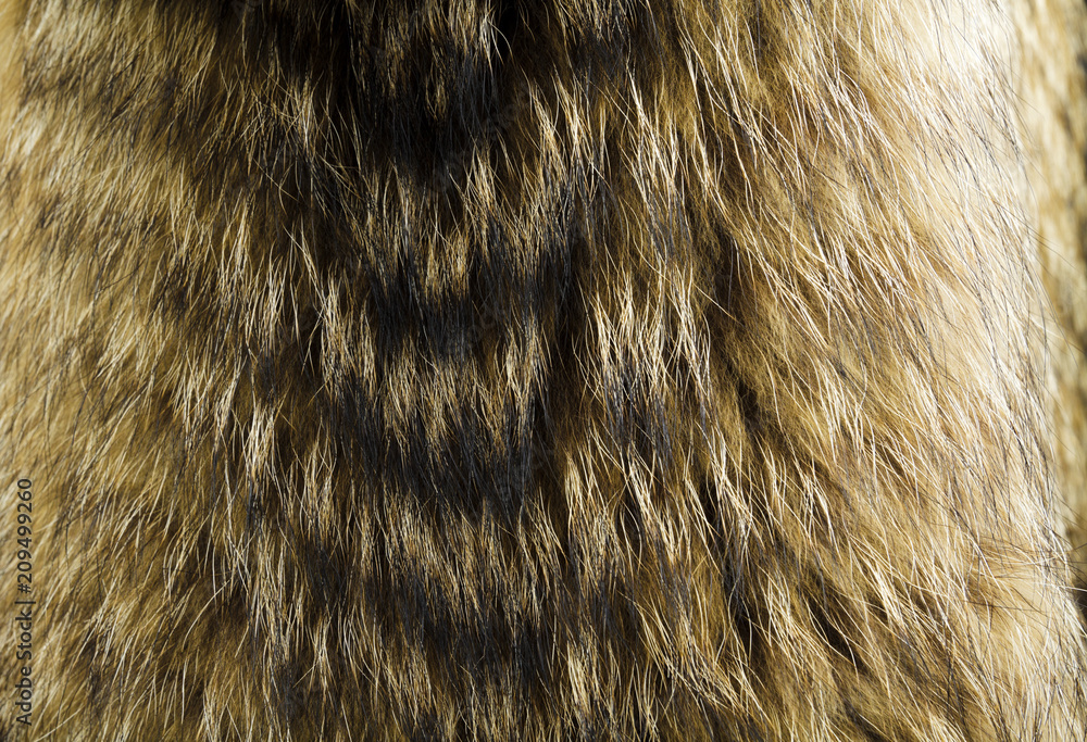 Naklejka premium Fur texture. Raccoon dog fur.