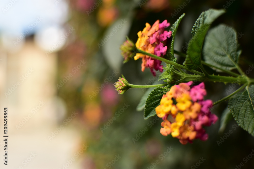Orange pink flowers Orange pink flowers