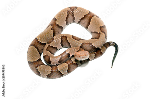 Eastern Copperhead (Agkistrodon contortrix) close-up on white background
