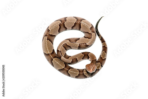 eastern Copperhead (Agkistrodon contortrix) close-up on white background