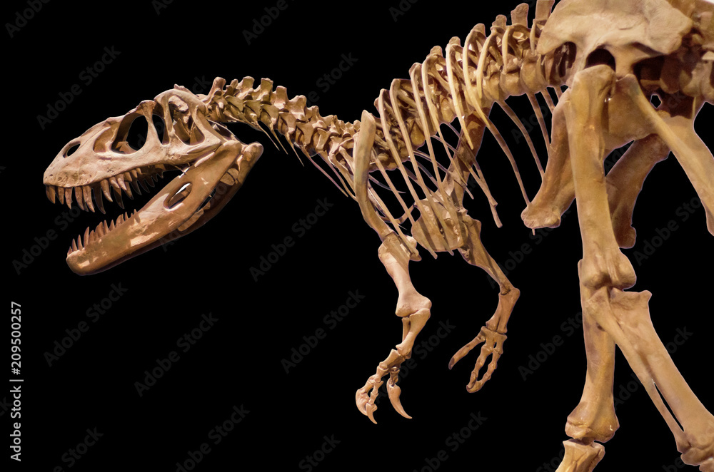 Naklejka premium Szkielet dinozaura na czarnym tle