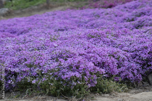 Beautuful flowers