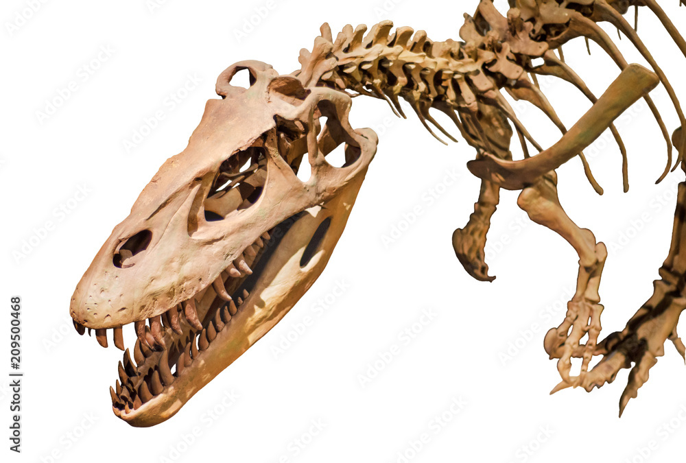 Naklejka premium Szkielet dinozaura na białym tle