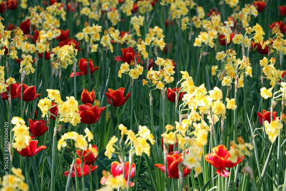 Dark red tulips (Tulipa spp.) with yellow edge in flower bed with yellow narcisus flowers