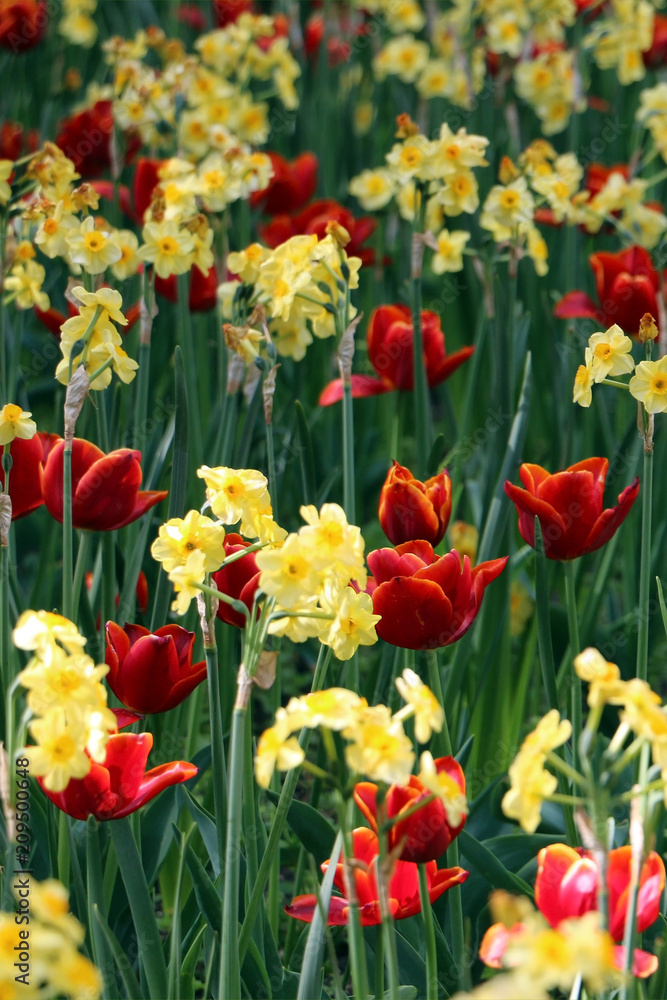Vertical photo of dark red tulips popping up with its color, combined with yellow narcissus in flower bed in spring time