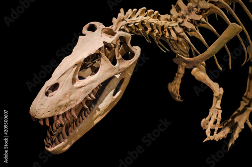 Dinosaur skeleton on black isolated background © herraez