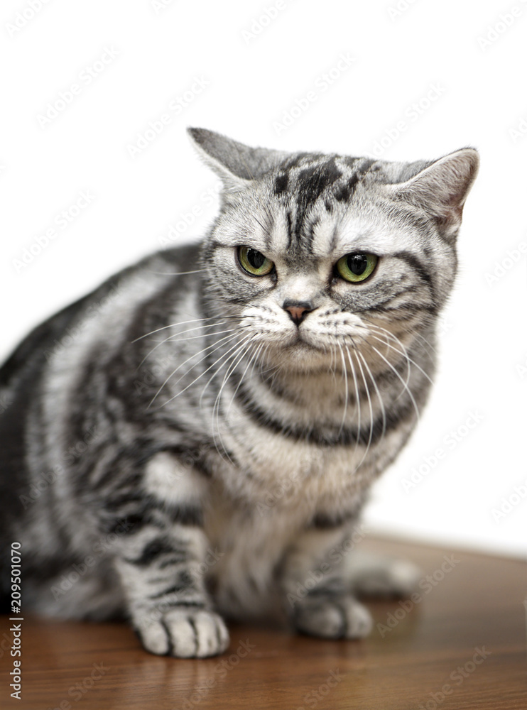 American Shorthair cat close-up sitting on exhibition table against white background
