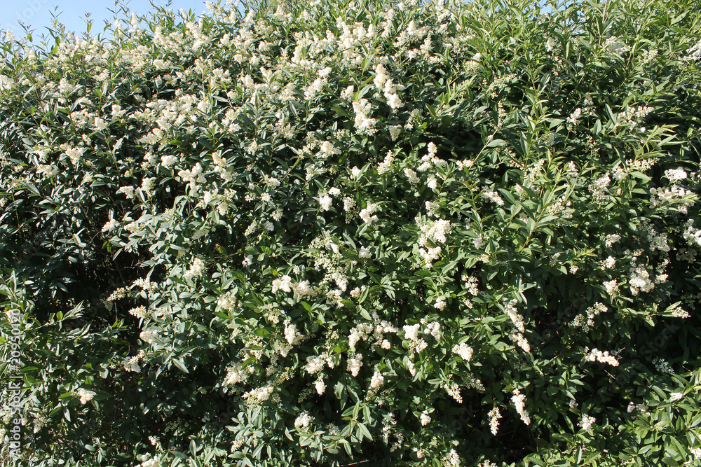 Flowering European privet or Ligustrum vulgare with white flowers and green foliage Flowering European privet or Ligustrum vulgare with white flowers and green foliage