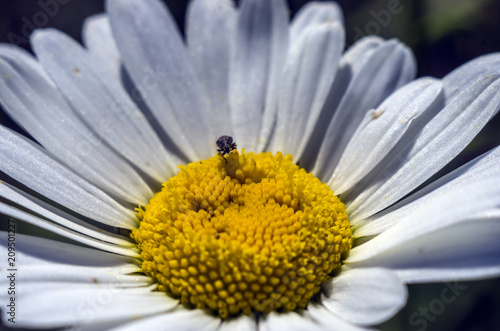 part of plants from nature