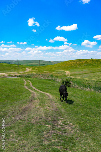 Young black bull on a green field background. © vvicca