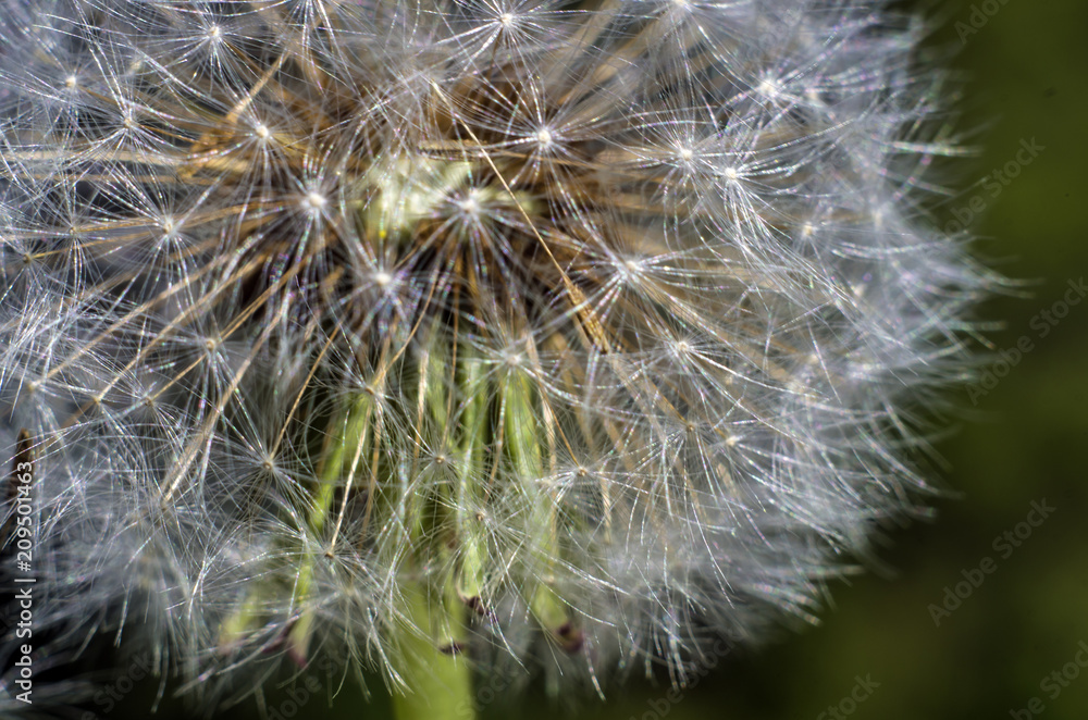 Fototapeta premium part of plants from nature