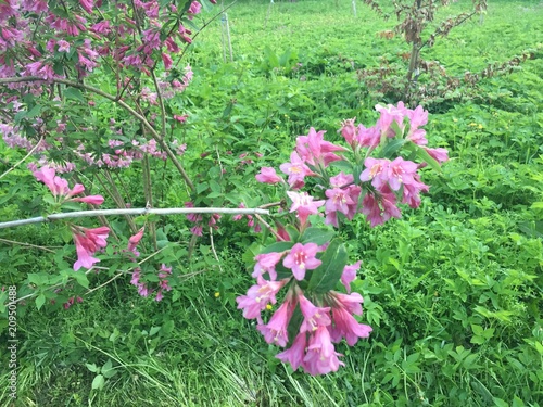 Fototapeta Naklejka Na Ścianę i Meble -  different summer flowers and trees