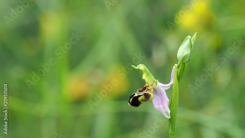 Bee Orchid ( Ophrys apifera )